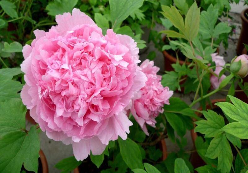 فندق 7days Premium Luoyang Peony Park Shanghai Market Branch