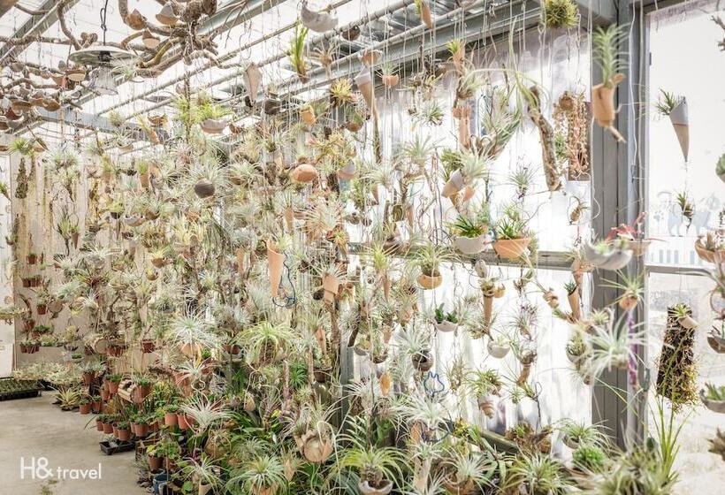 هتل H& Alishan Sunrise B&b