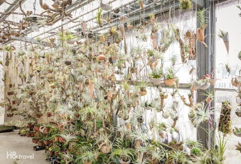 هتل H& Alishan Sunrise B&b