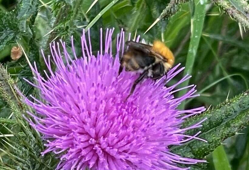 Inviting 4 Berth Caravan In Hebden Bridge