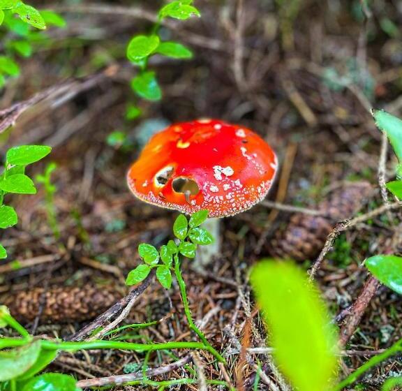 پانسیون Horský Penzion Vebrovy Boudy