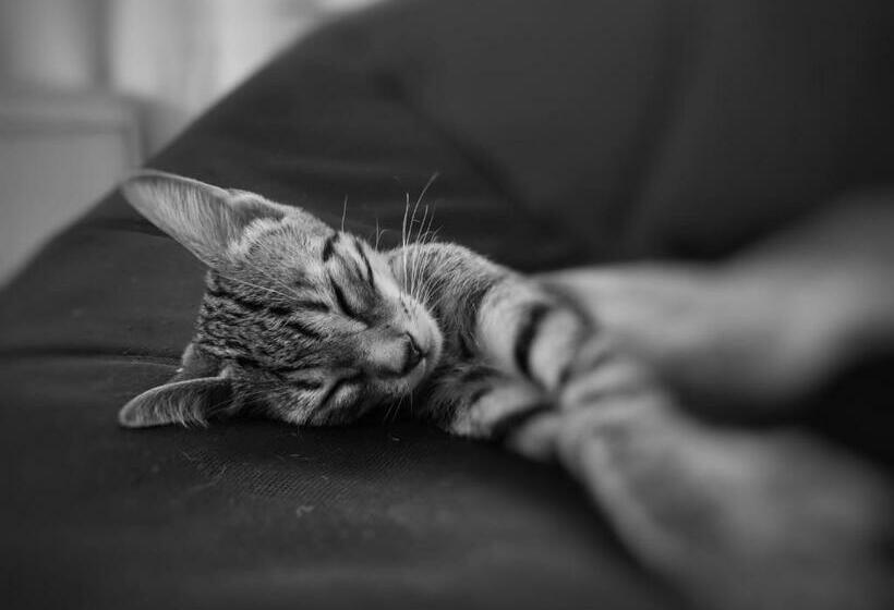 Casa Mediterrània A La Vora De Barcelona