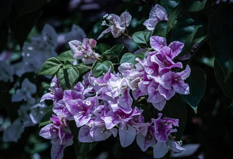 渡假胜地  Timba Garden Free Town And Jetty Transport