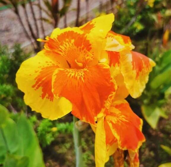 渡假胜地  Timba Garden Free Town And Jetty Transport