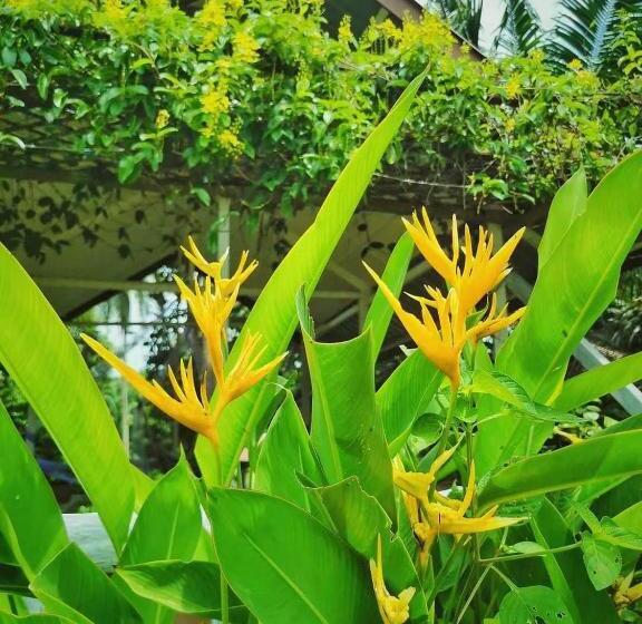 渡假胜地  Timba Garden Free Town And Jetty Transport