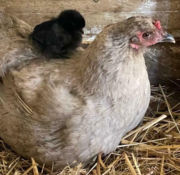 River Gardens Axedale Pet Friendly Farmstay B&b