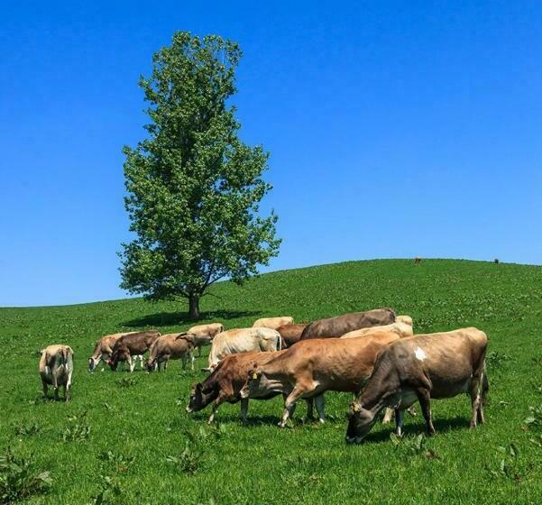 Avidasion   Vacation Stay 13342