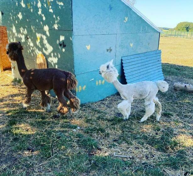 Пансион Le Truc Bidule