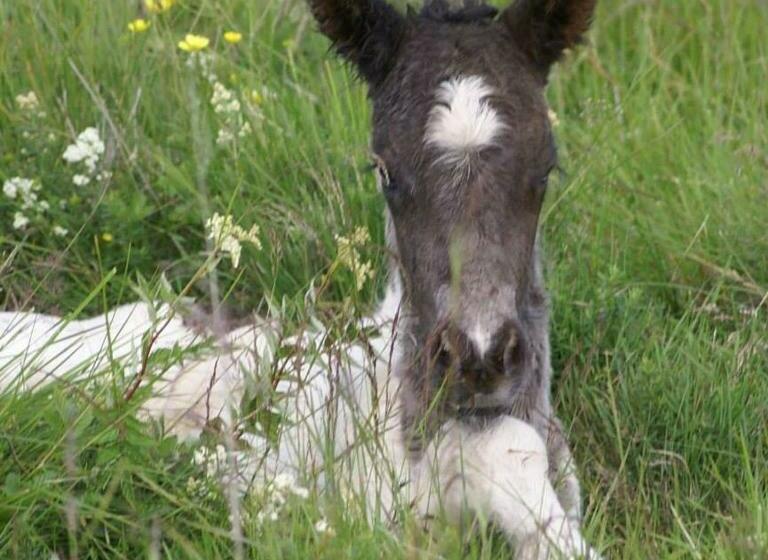 پانسیون Efri Gegnishólar