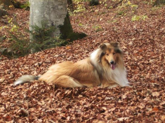 Bauernhof Moosbrugger