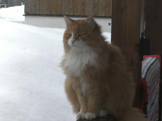 Bauernhof Moosbrugger