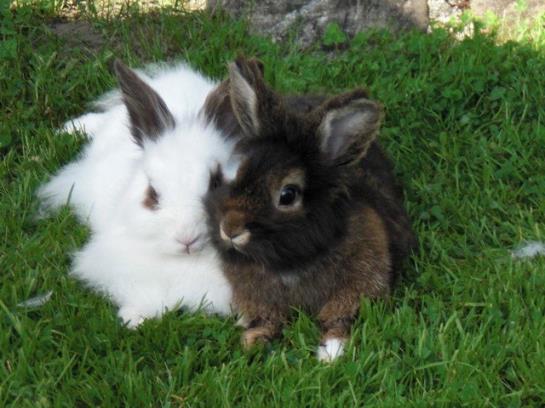 Bauernhof Moosbrugger