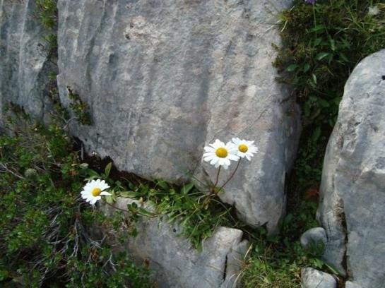 Отель Haus Kristall