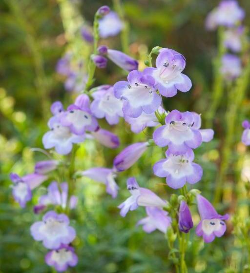 בית מלון כפרי Mac Bed
