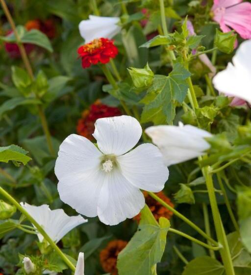 בית מלון כפרי Mac Bed