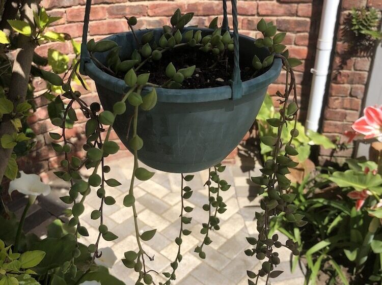 پانسیون Le Blue Guest House