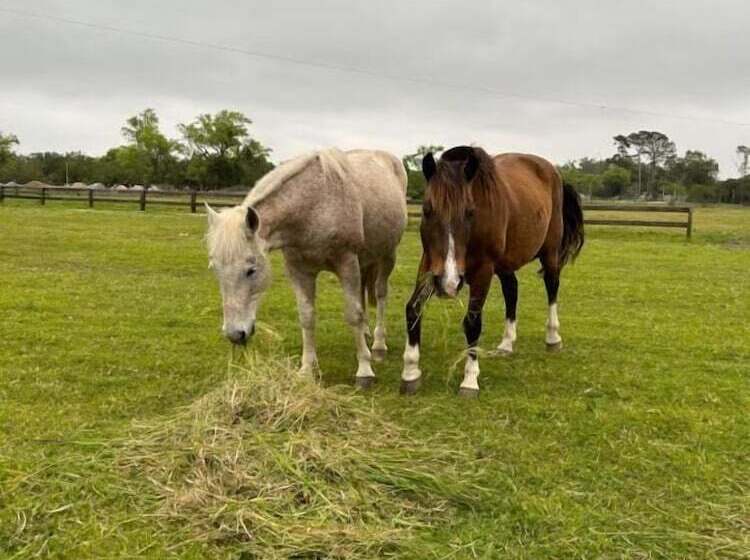 ペンション Pousada Charqueada Costa Do Abolengo