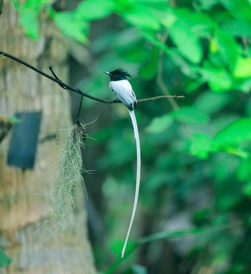 فندق C B S Resort Udawalawe