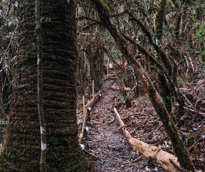 酒店 Zion Bubble Glamping