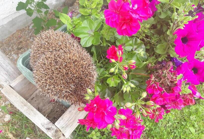 צימר Pension Unterhof