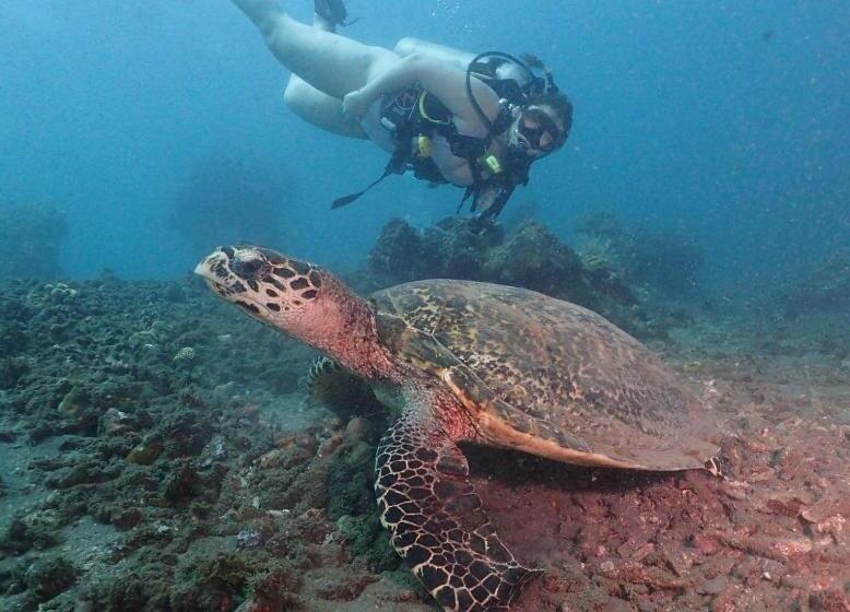 Black Sand Hostel Amed