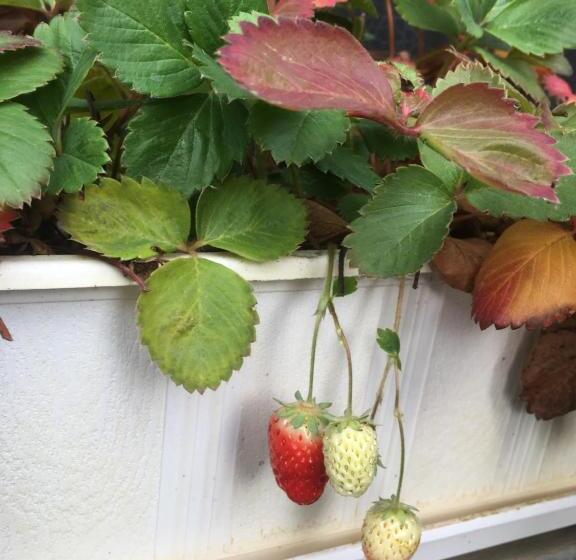 هتل Pension Lydia