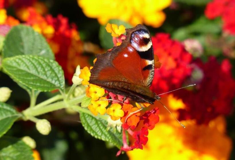 Restaurant Und Hotel Zum Weissen Ross