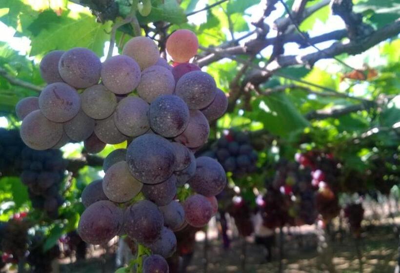 فندق Shawn Dale Homestay