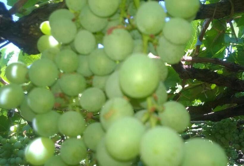 فندق Shawn Dale Homestay