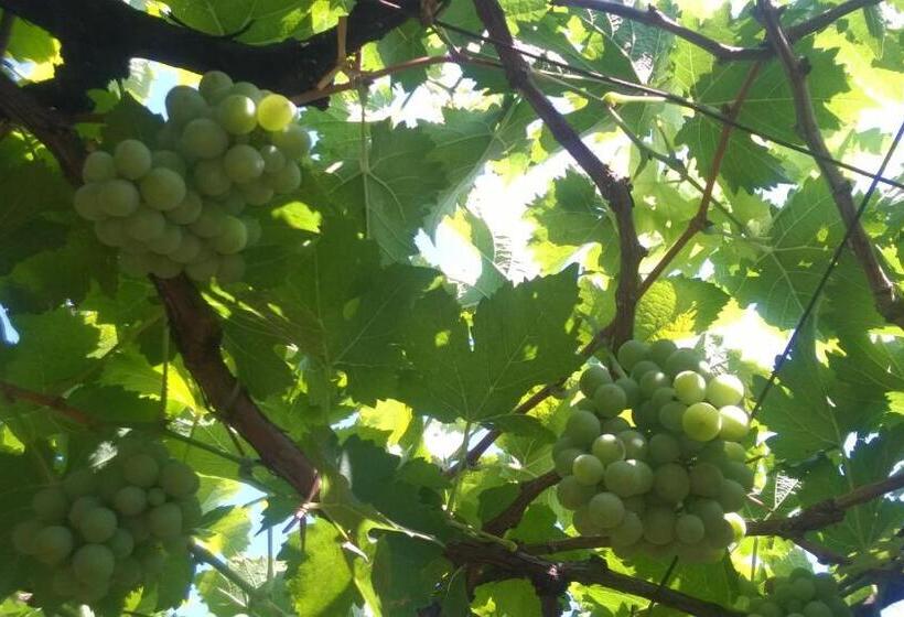 فندق Shawn Dale Homestay