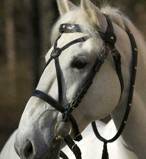 펜션 Lipicai Ifjúsági Szálló