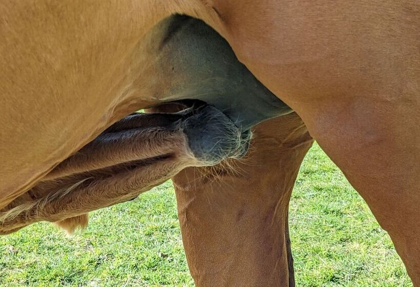 צימר Le Haras D Havetot