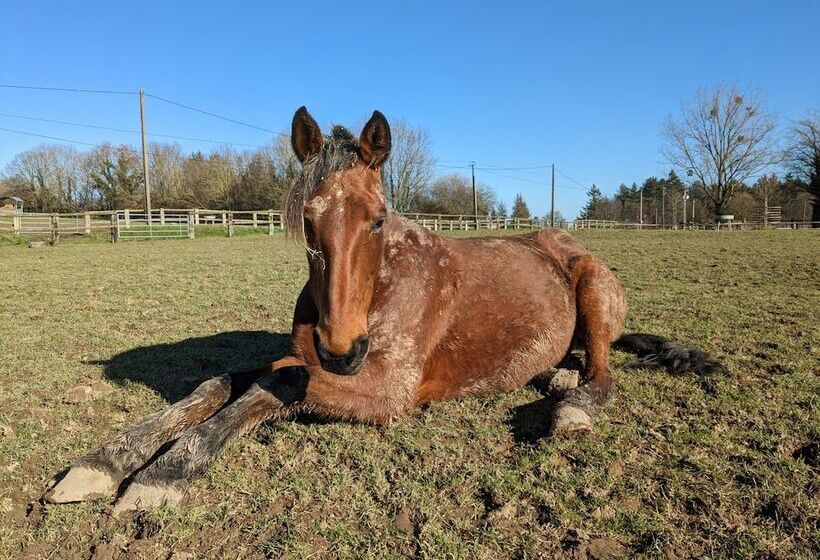 צימר Le Haras D Havetot