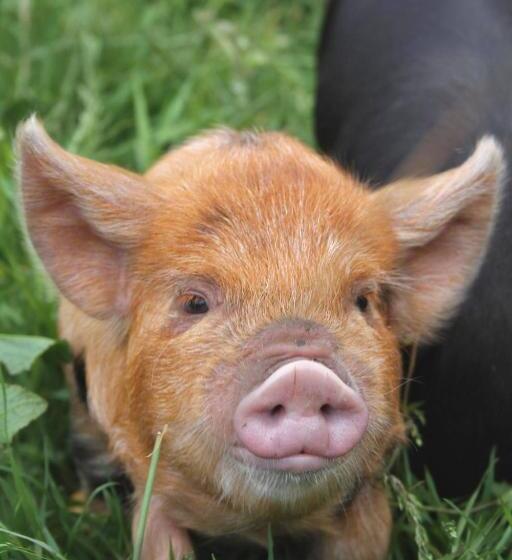 تختخواب و صبحانه Ronachan