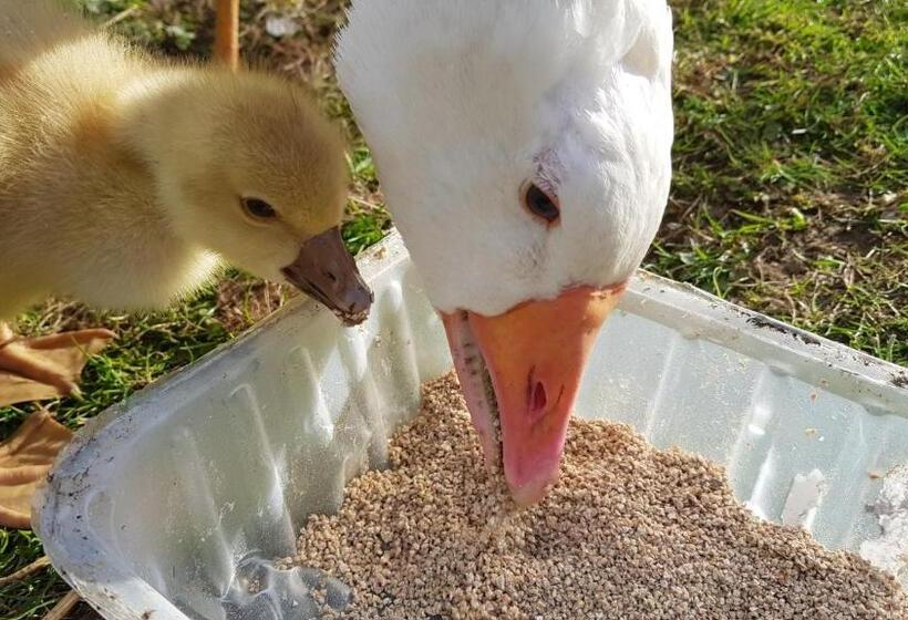 تختخواب و صبحانه Ronachan