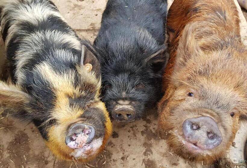 تختخواب و صبحانه Ronachan