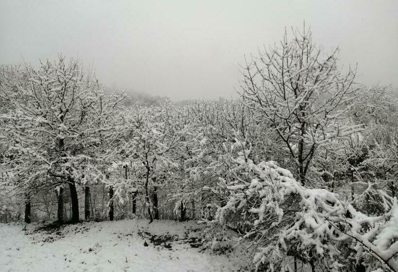 Пансион Borlova /muntele Mic