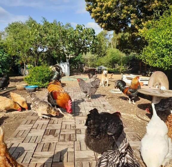 膳宿费 La Restanza