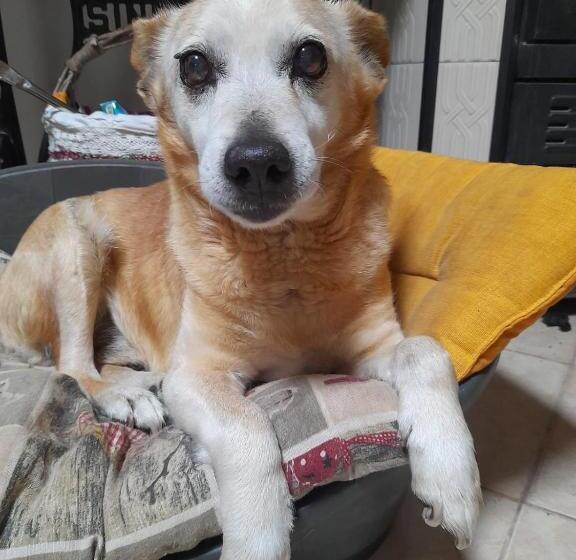 膳宿费 La Restanza