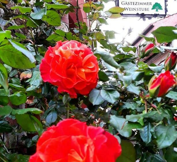 ベッドアンドブレックファースト Gästehaus Grüner Baum