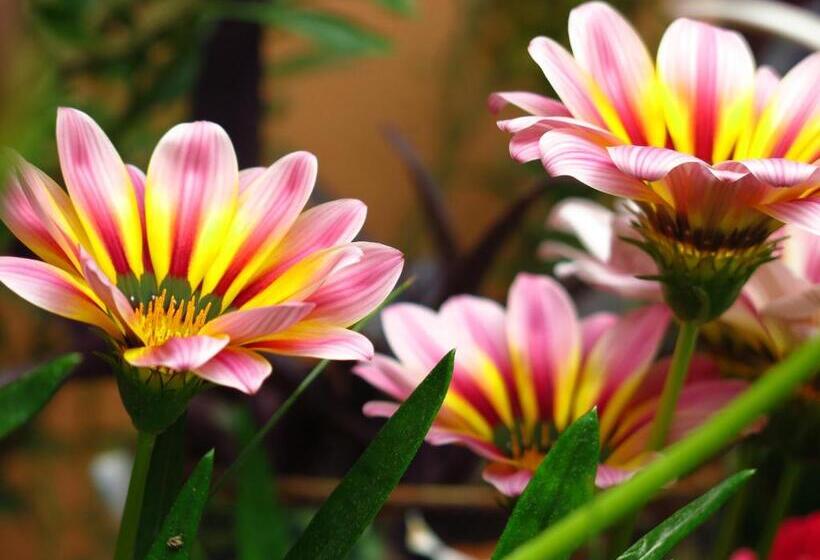 بنسيون Akropolis Guest House