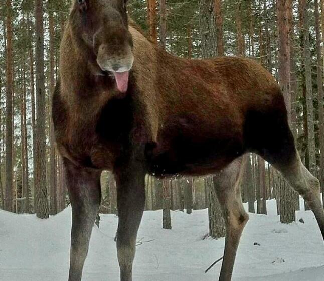 צימר Schnieder S Stuga