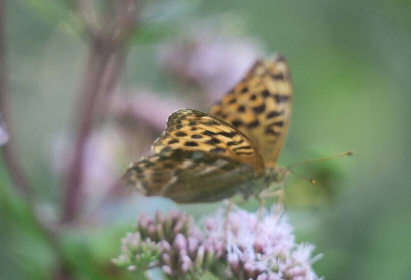 Cheriedel Bed & Breakfast & Art Gallery