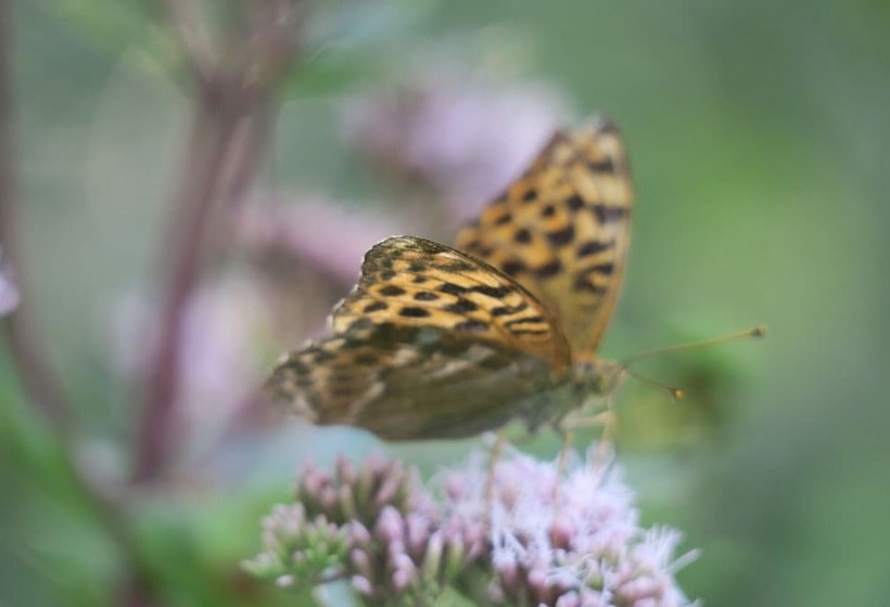 Cheriedel Bed & Breakfast & Art Gallery