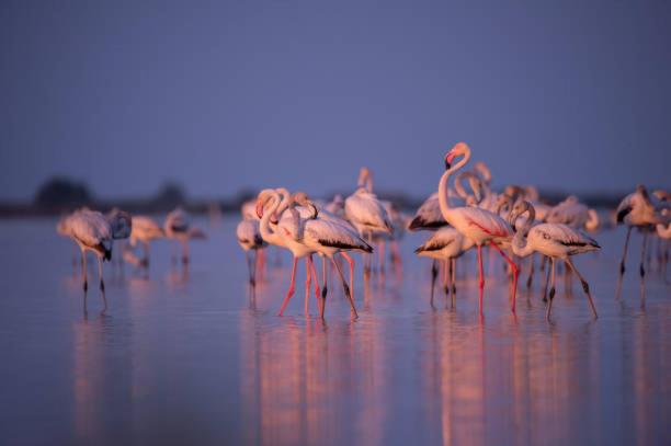 Отель Hostal Restaurant Paca