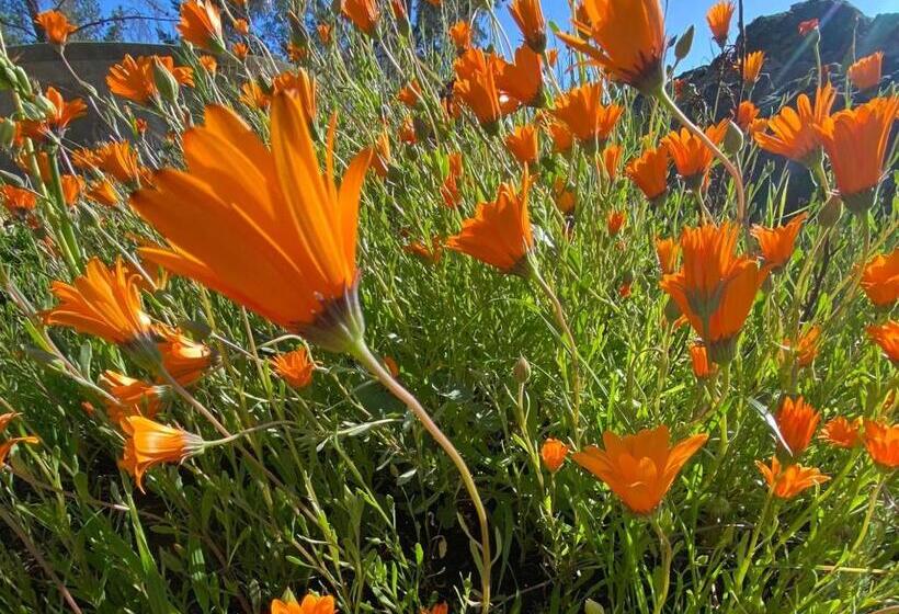 פנסיון Wapad Gastehuis