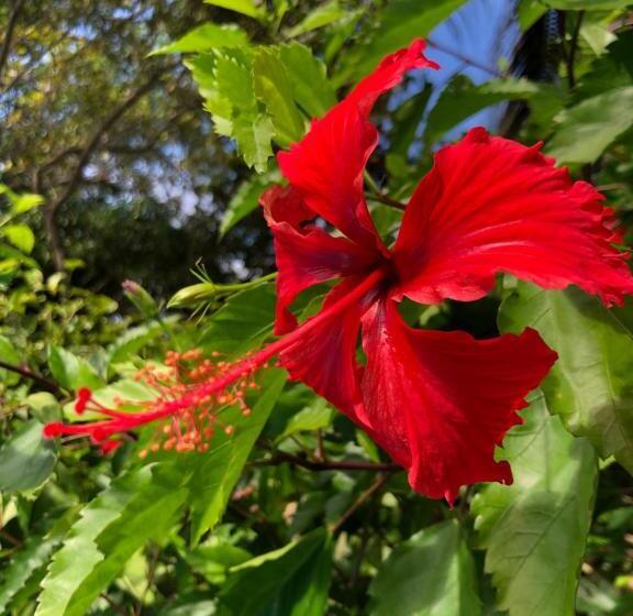 Pension Pousada Terra Coral