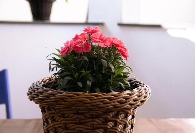 פנסיון Pouso Primavera