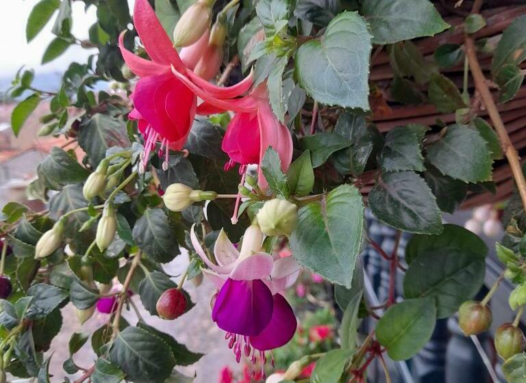 Sanmiguelavilla Hotels Vdl