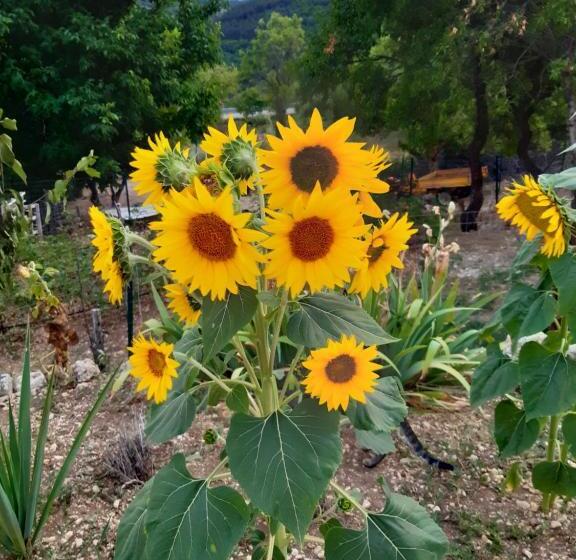 צימר Il Girasole